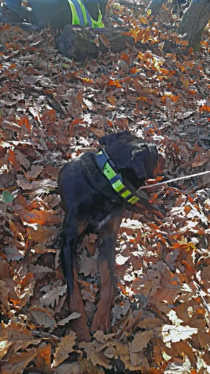 Vând caini de vânătoare  - imagine 4