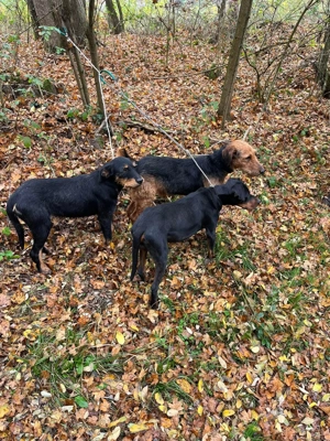 Vând caini de vânătoare  - imagine 3