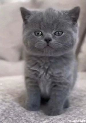 British Shorthair Blue  - imagine 2