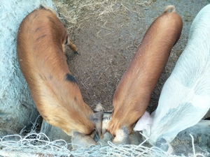 Se Vinde ! - imagine 4