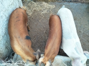 Se Vinde ! - imagine 2