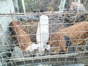 Se Vinde ! - imagine 3