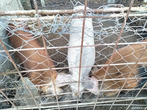 Se Vinde ! - imagine 5