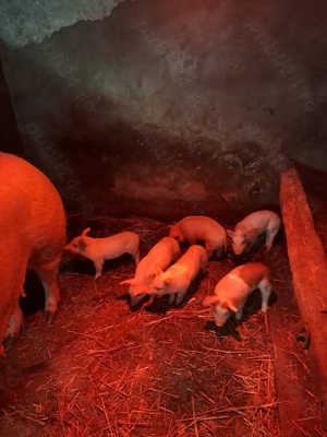 Vand scroafa cu purcei - imagine 3