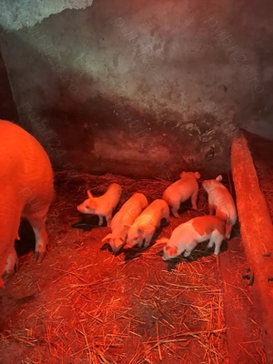 Vand scroafa cu purcei - imagine 2