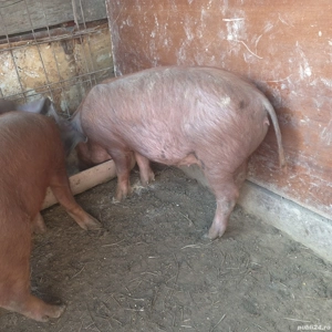 purcei duroc si pietran - imagine 5