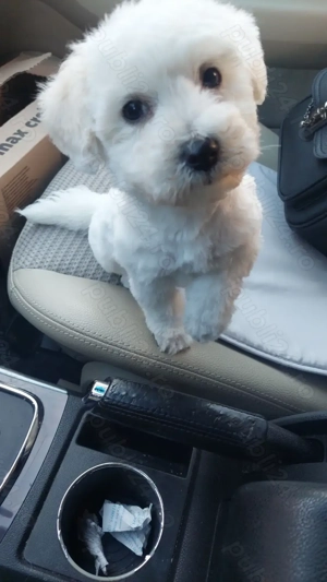 Bichon minitoy  rasă pură Pașaport și cip