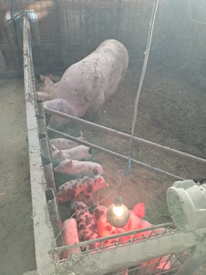 Vier de vanzare - imagine 3