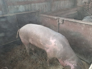 Vier de vanzare - imagine 2