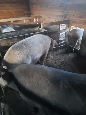 Vând porci de casa - imagine 4