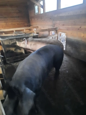 Vând porci de casa - imagine 3