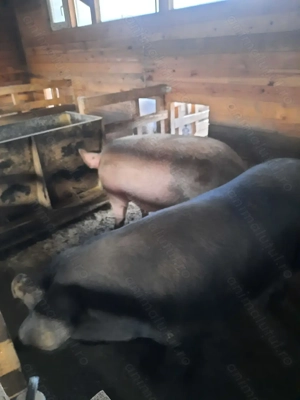 Vând porci de casa - imagine 5