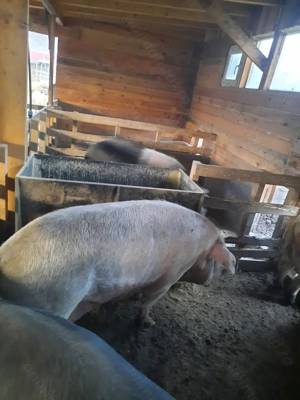 Vând porci de casa - imagine 2