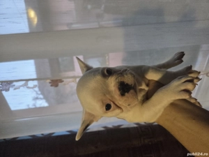 Vănd puisori de Buldog Francez fete si băieti - imagine 4