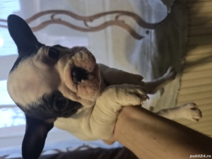 Vănd puisori de Buldog Francez fete si băieti - imagine 3