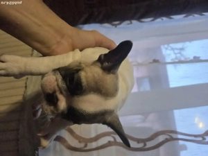 Vănd puisori de Buldog Francez fete si băieti - imagine 2