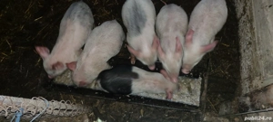 vind purcei  porci grasi  - imagine 2