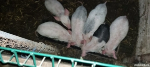 vind purcei  porci grasi 