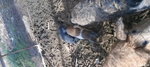 vind purcei  porci grasi  - imagine 5