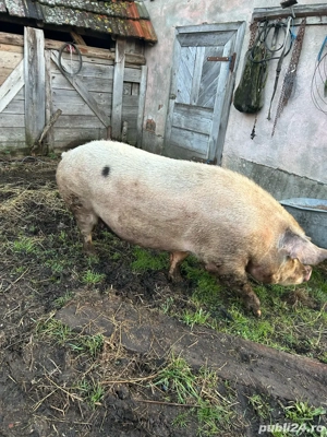 vand scroafa - imagine 3