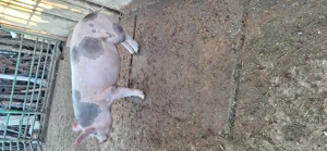 Vând purceluș de rasă vârstă 4 luni  - imagine 2