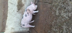 Vând purceluș de rasă vârstă 4 luni  - imagine 4