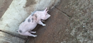 Vând purceluș de rasă vârstă 4 luni  - imagine 3