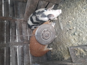 Porci de vanzare  - imagine 5