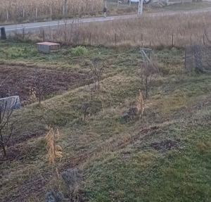 Gradina de vânzare în statul Ciurila județul Cluj  - imagine 2