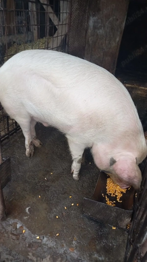 Porc de vânzare  - imagine 3