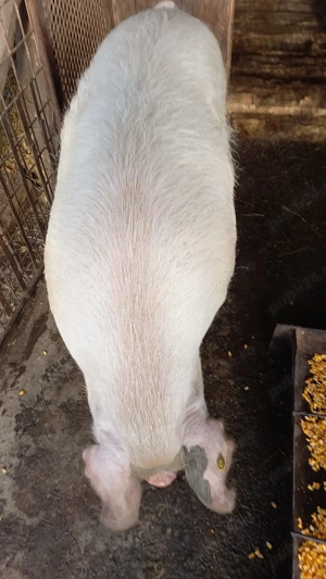 Porc de vânzare  - imagine 2