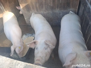 vand porci marele alb - imagine 3