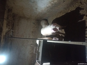 porci 130-200 kg - imagine 2