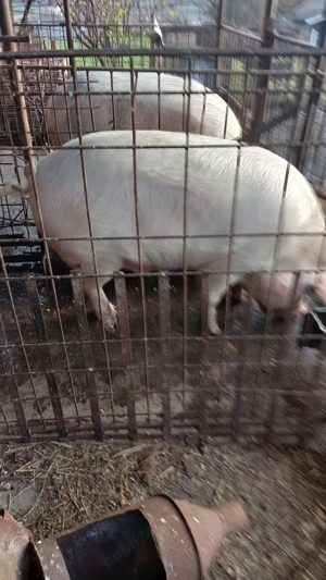 Porc de vânzare  - imagine 4