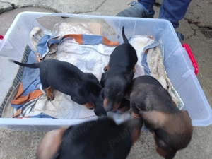 Cățeluse teckel  - imagine 2