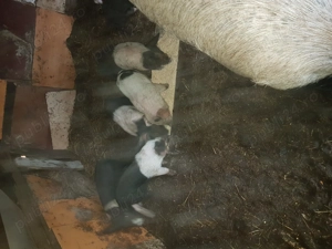 Vand purcei Bazna - imagine 3