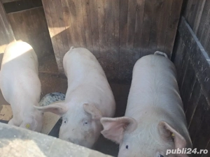vand porci marele alb - imagine 2