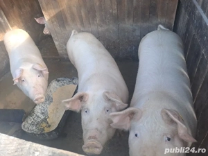 vand porci marele alb