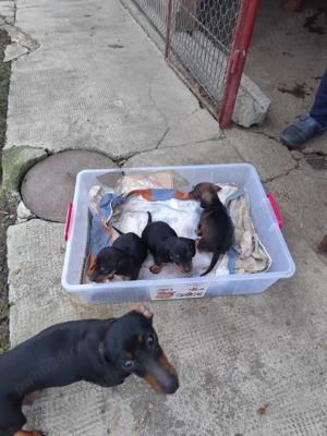 Cățeluse teckel  - imagine 5