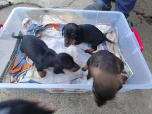 Cățeluse teckel  - imagine 4