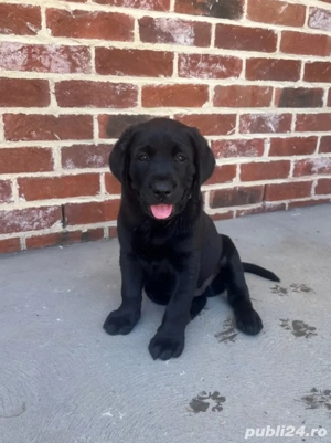 Labrador Retriever Black pui 