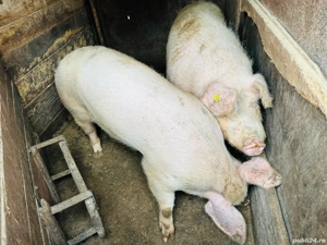 Purcea Landras de vânzare 