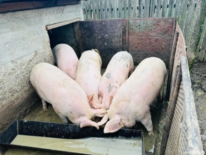 Porci  pentru Crăciun 