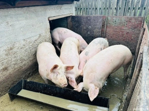 Porci  pentru Crăciun  - imagine 4