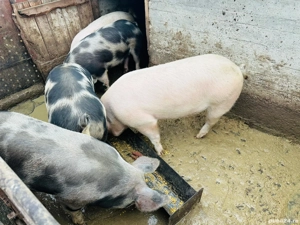 Porci  pentru Crăciun  - imagine 2