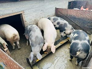 Porci  pentru Crăciun  - imagine 3