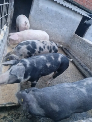 Vand porci grasi pentru sacrificare  - imagine 2