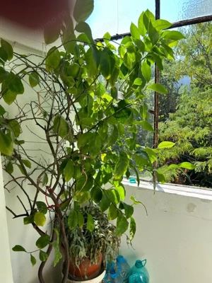  Apartament 3 camere, 67 mp, zona Simplon - imagine 4