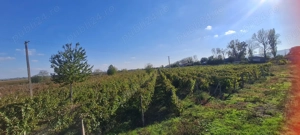 Vând teren 8080 m - imagine 3