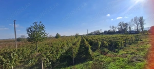 Vând teren 8080 m - imagine 4